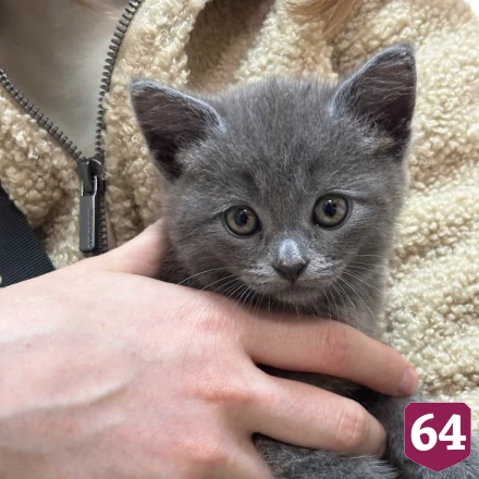 Саратовские ветеринары за один прием «сменили пол» котенку Тошке
