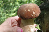 Саратовцы собирают грибы-гиганты на Кумысной поляне 